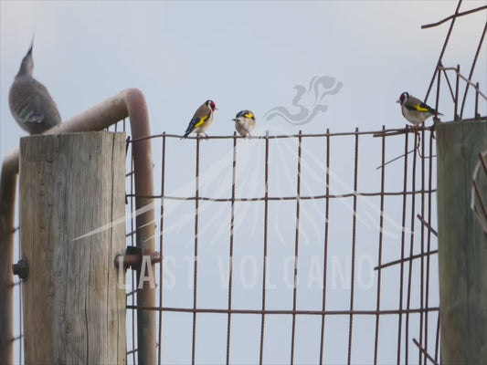 European goldfinch - birds perched on a farm grate 4K