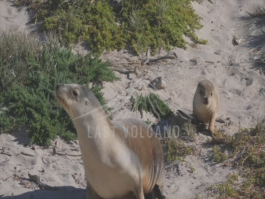 Australian sea lion - mother and pup walking through sand dunes 4K