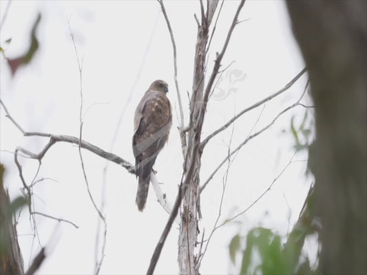 Brown goshawk - perched and calling 4K