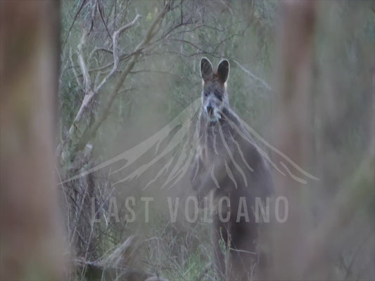 Swamp wallaby - male seen through the bush 4K