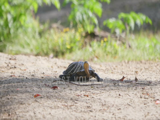 Eastern long-necked turtle - sequence 4K