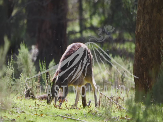 Eastern grey kangaroo - mother with a joey in the pouch 4K