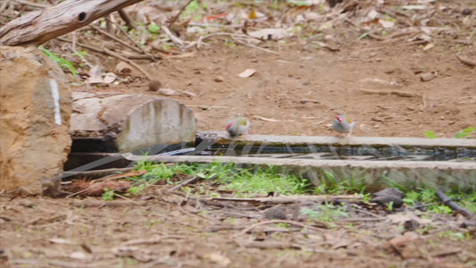 Red-browed finch - drinking at a bird bath 4K