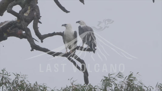 White-bellied sea eagle - two birds perched on a branch in the rain 4K