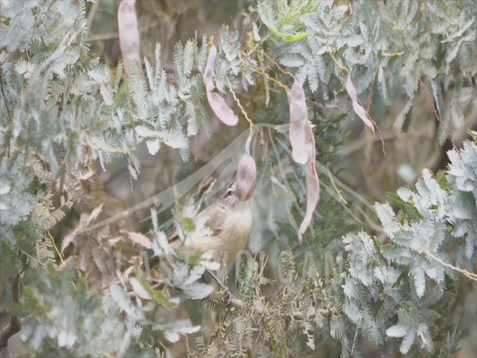 Yellow-rumped thornbill - close up 4K