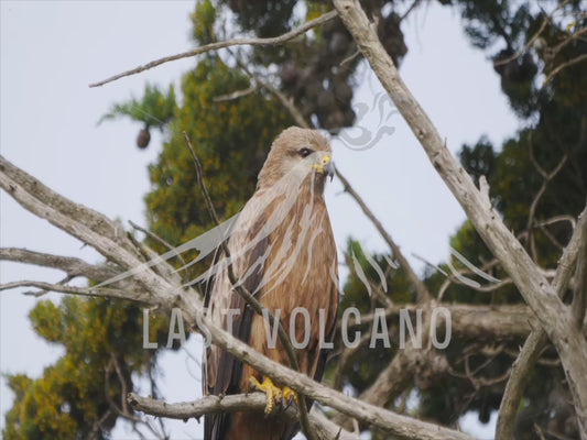 Black kite - coughing up 4K