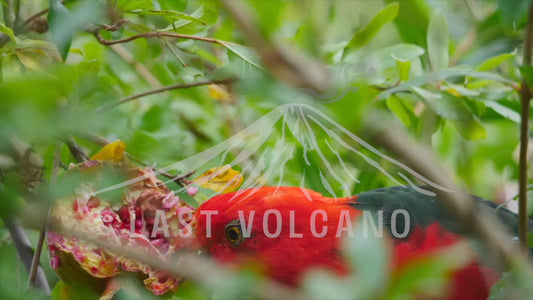 The Australian king parrot is a species of parrot endemic to eastern Australia ranging from Cooktown in Queensland to Port Campbell in Victoria.