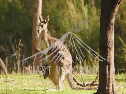 Eastern grey kangaroo - mother and joey in golden light 4K