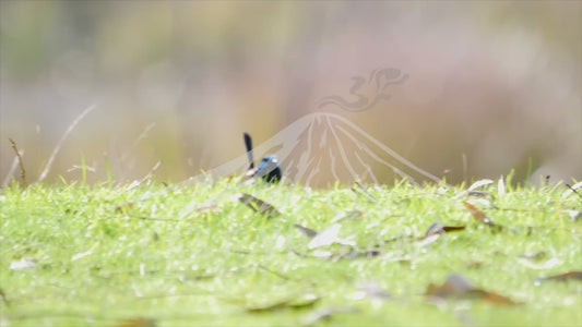 Superb fairywren - male darting around on the ground 4K