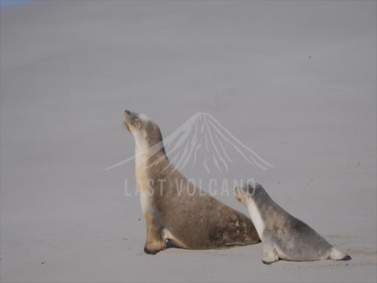 Australian sea lion - mother and pup sequence 4K