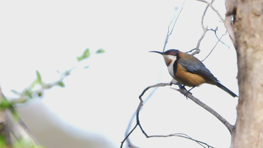 Eastern spinebill - perched on a branch 4K