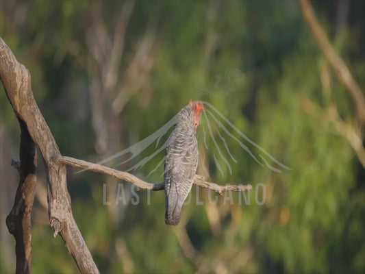 Gang-gang cockatoo - male perched on branches sequence 4K