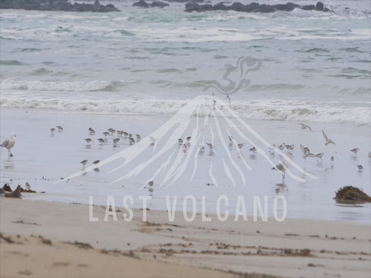 Sanderling - flock of birds on the shore of a beach 4K