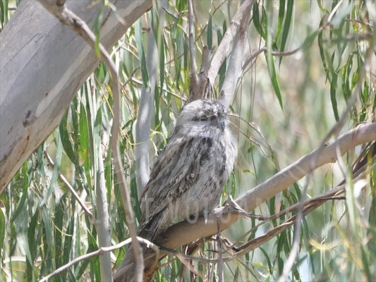 Tawny frogmouth - one bird perched on a branch 4K