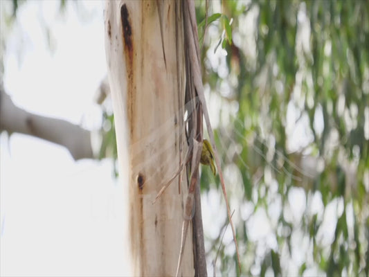 White-eared honeyeater - climbing up a tree trunk 4K