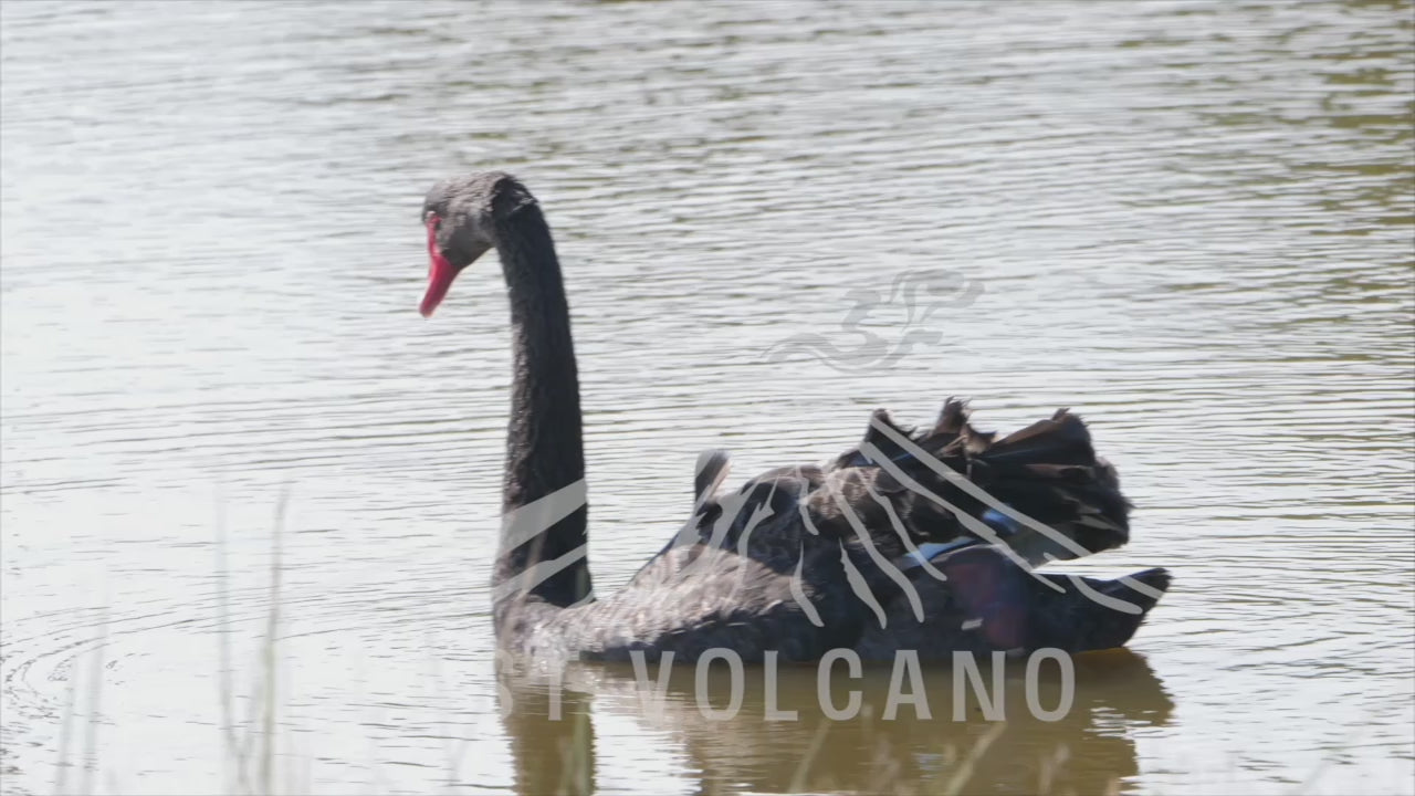 The black swan is a large waterbird, a species of swan which breeds mainly in the southeast and southwest regions of Australia. Within Australia, the black swan is nomadic, with erratic migration patterns dependent upon climatic conditions. It is a large bird with mostly black plumage and a red bill.