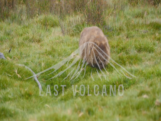 Common wombat - adult walking through a field 4K