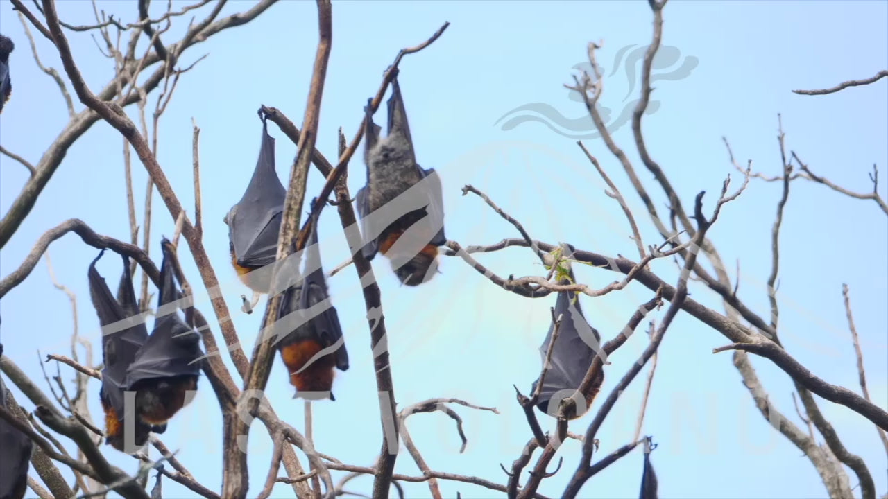 Grey-headed flying foxes hanging upside down 4K stock video. The grey-headed flying fox is a megabat native to Australia. The grey-headed flying fox is the largest bat in Australia.