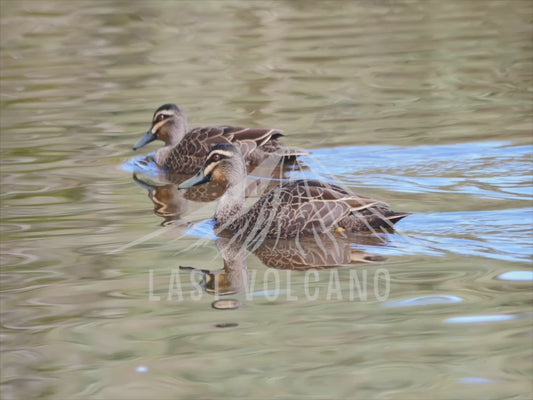 Ducks of southern Victoria - highlights 4K