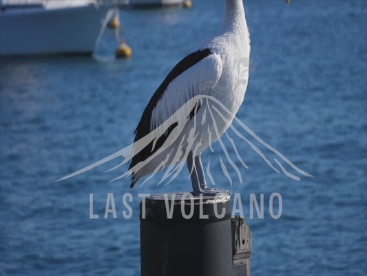 Pelican - perched on a sea bollard 4K