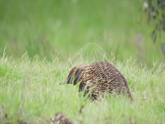 Short-beaked echidna - striding through open grassland