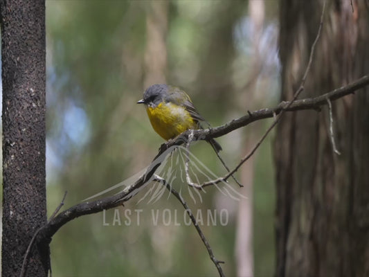 Eastern yellow robin - close up 4K