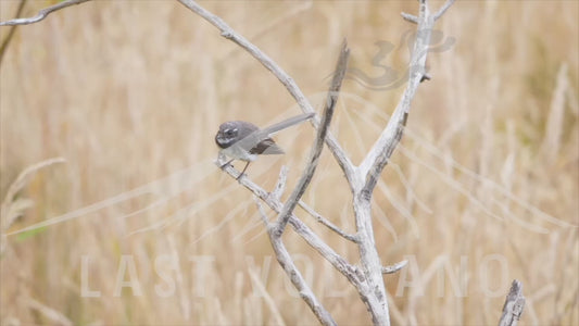 Grey fantail perched on a branch. The grey fantail is a small insectivorous bird. There is no sexual dimorphism. It is a common fantail found in Australia, the Solomon Islands, Vanuatu and New Caledonia.