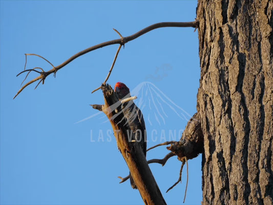 Gang-gang cockatoo - perched in dead tree sequence 4K