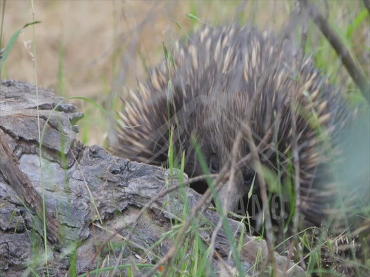 Short-beaked echidna - digging around 4K