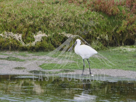 Royal spoonbill - walking along a river 4K