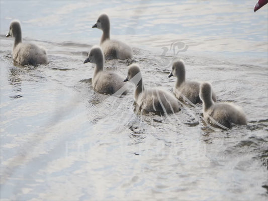 Black swans - family of adults and cygnets 4K