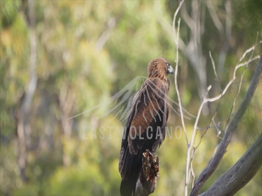 Wedge-tailed eagle - fledgling perched 4K