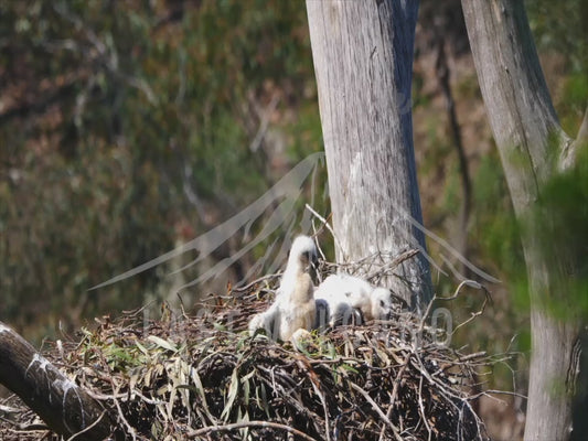 Wedge-tailed eagle - two chicks in a nest 4K