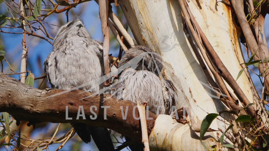 Tawny frogmouth - Two birds sitting on a branch spreading wings 4K