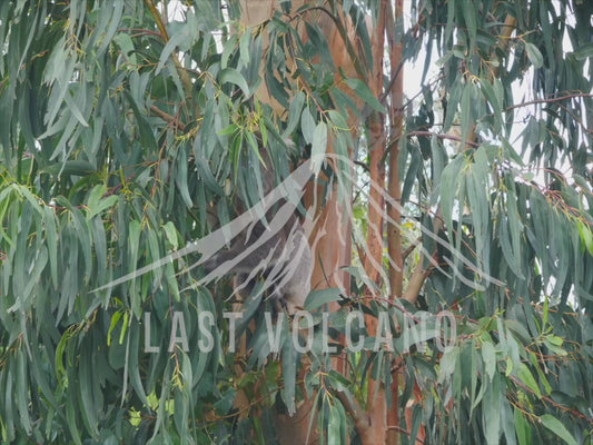 Koala - male climbing down a tree to the ground 4K