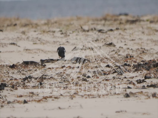 Pied oystercatcher - foraging on a beach 4K