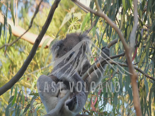 Koala - lounging in a tree 4K