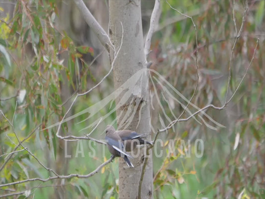 Dusky woodswallow - two birds on a thin branch 4K