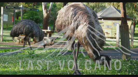 Emus - eating grass 4K