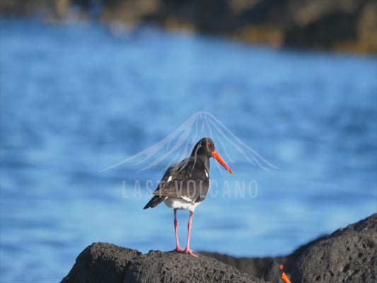 Pied oystercatcher - perched on rocks by the beach 4K