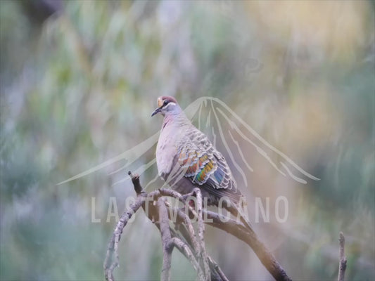 Common bronzewing - perched and still 4K