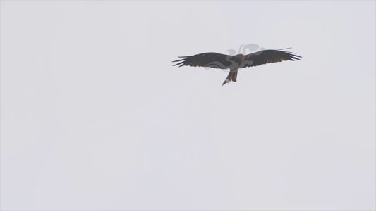 Whistling kite - two birds in flight sequence 4K