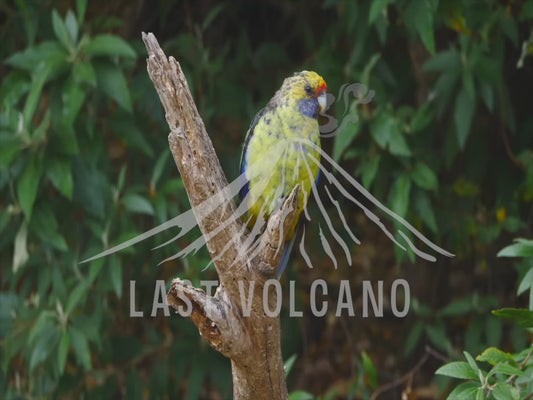 Green Rosella - one bird perched on a branch 4K