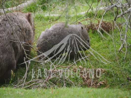 Common wombat - mother and joey eating sequence 4K