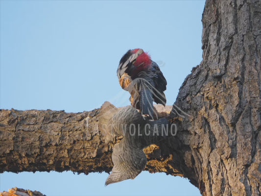 Gang-gang cockatoo - male and female tussling 4K