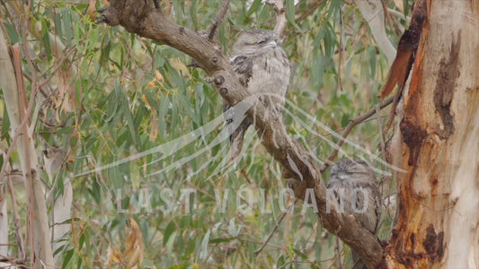 Tawny frogmouth - two birds sitting high a tree 4K