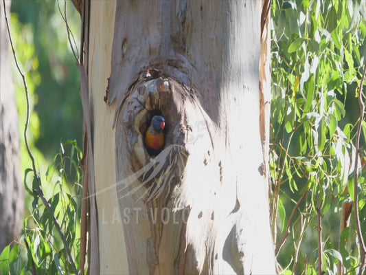 Rainbow lorikeet - in a tree hollow 4K