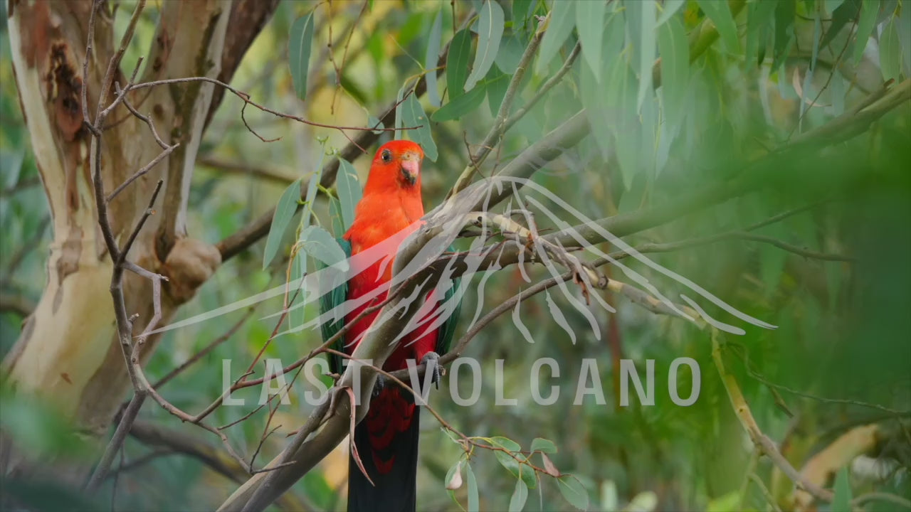 The Australian king parrot is a species of parrot endemic to eastern Australia ranging from Cooktown in Queensland to Port Campbell in Victoria.