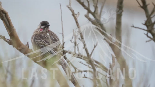 Red wattlebird - perched in a tree 4K