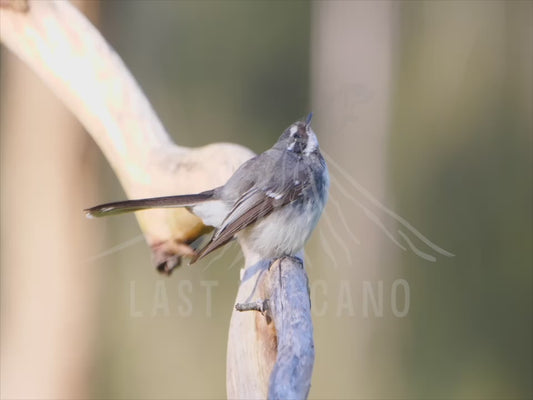 Grey fantail - close up 4K